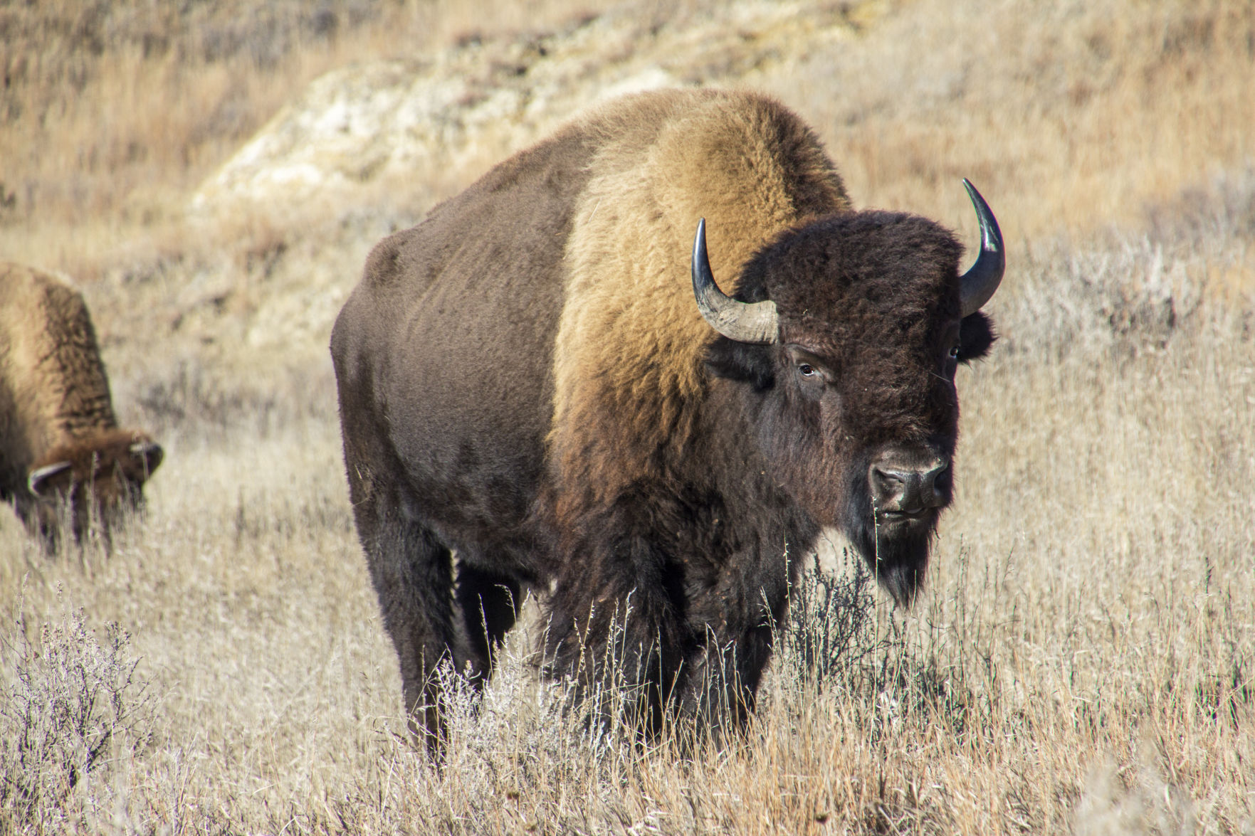 The King of the prairie